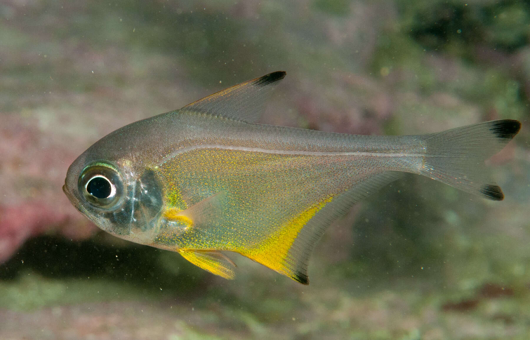 Imagem de Pempheris affinis McCulloch 1911