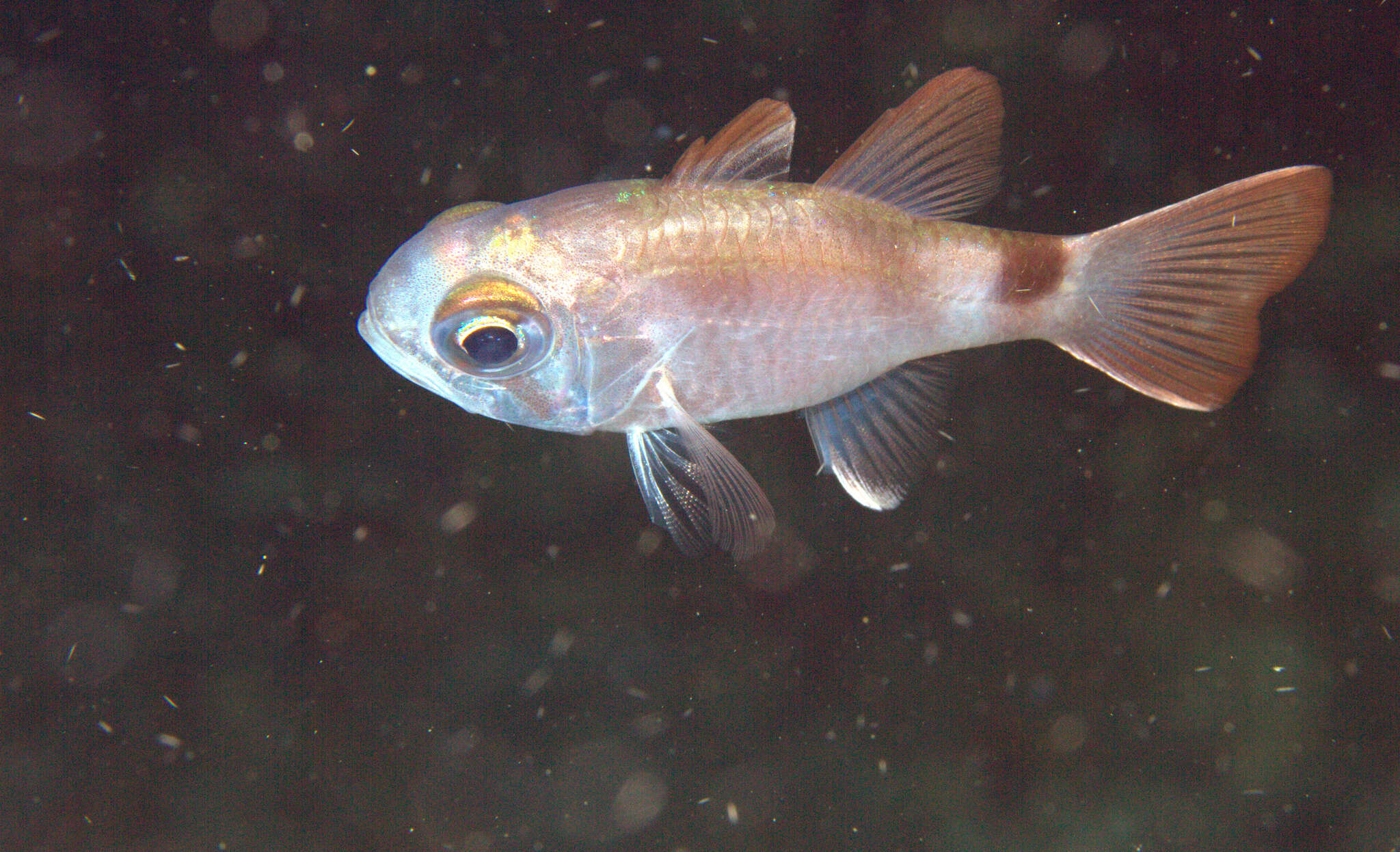 Image of Banda cardinalfish