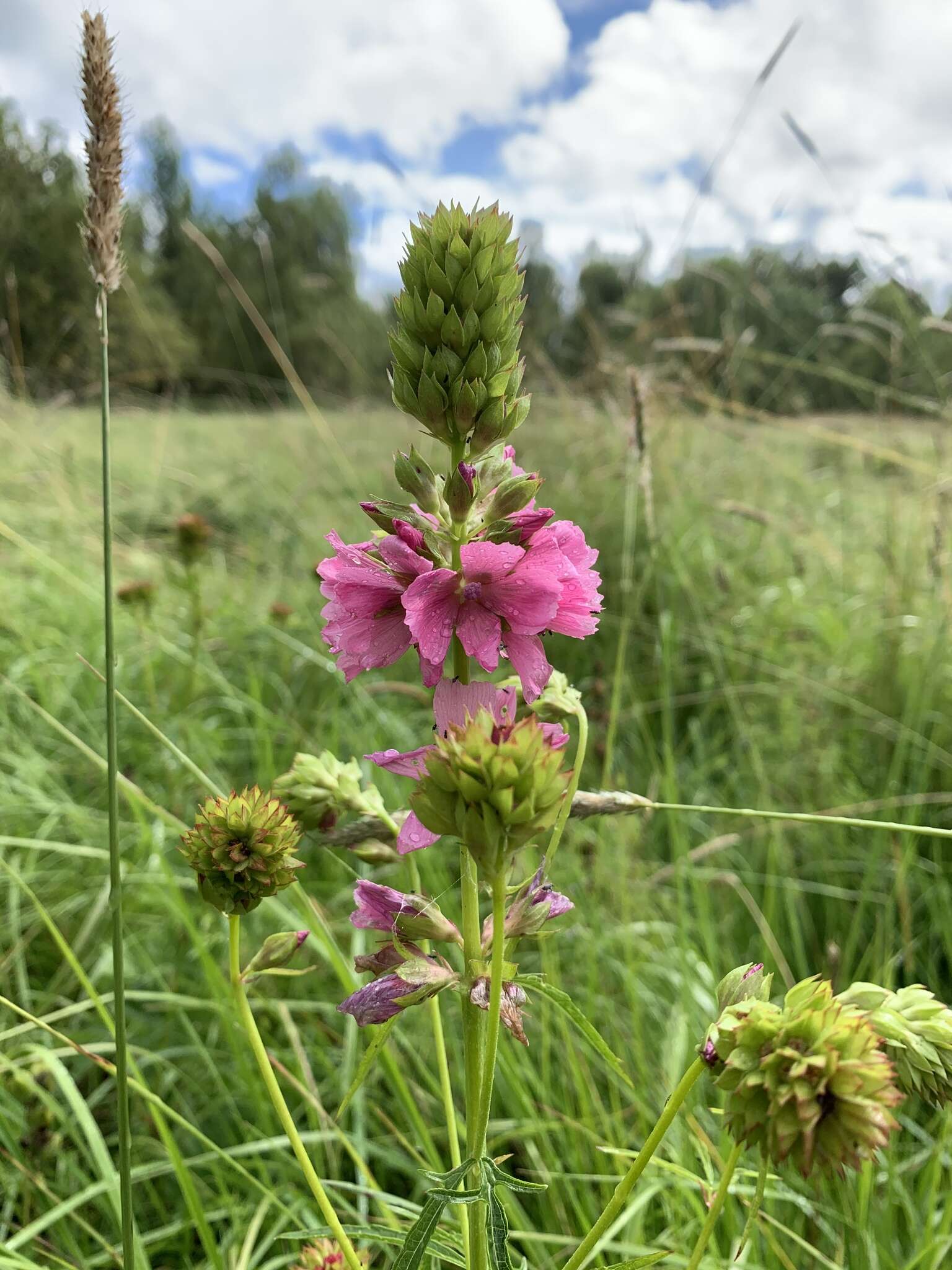 Sidalcea cusickii Piper的圖片