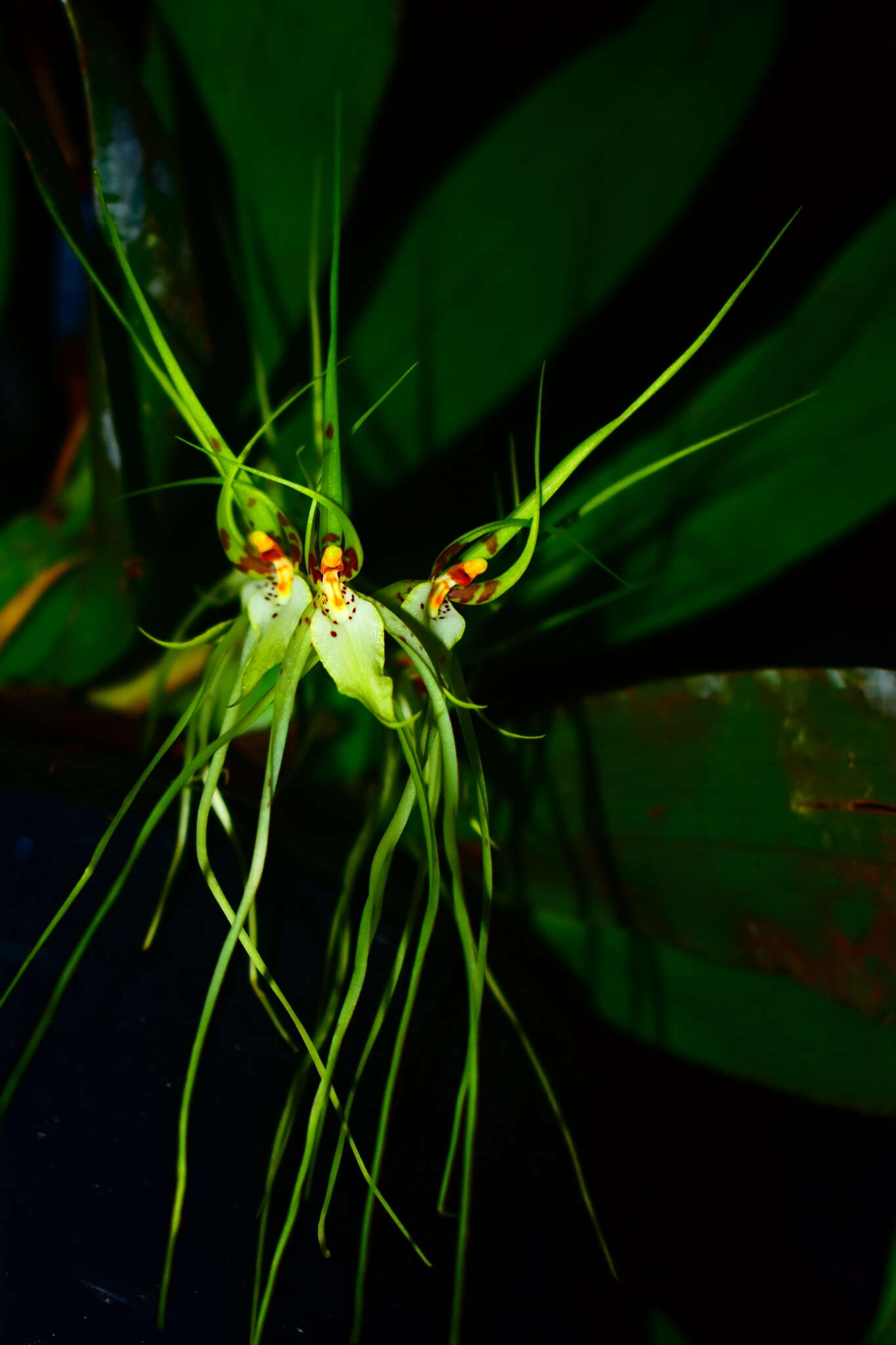 Image of Cricket orchid