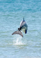 Image of Hector's Dolphin