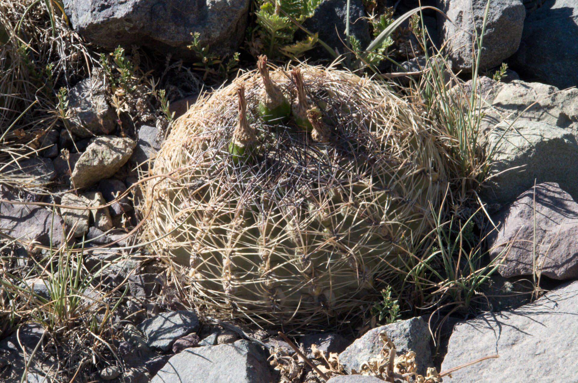 Image of Eriosyce curvispina (Bertero ex Colla) Katt.