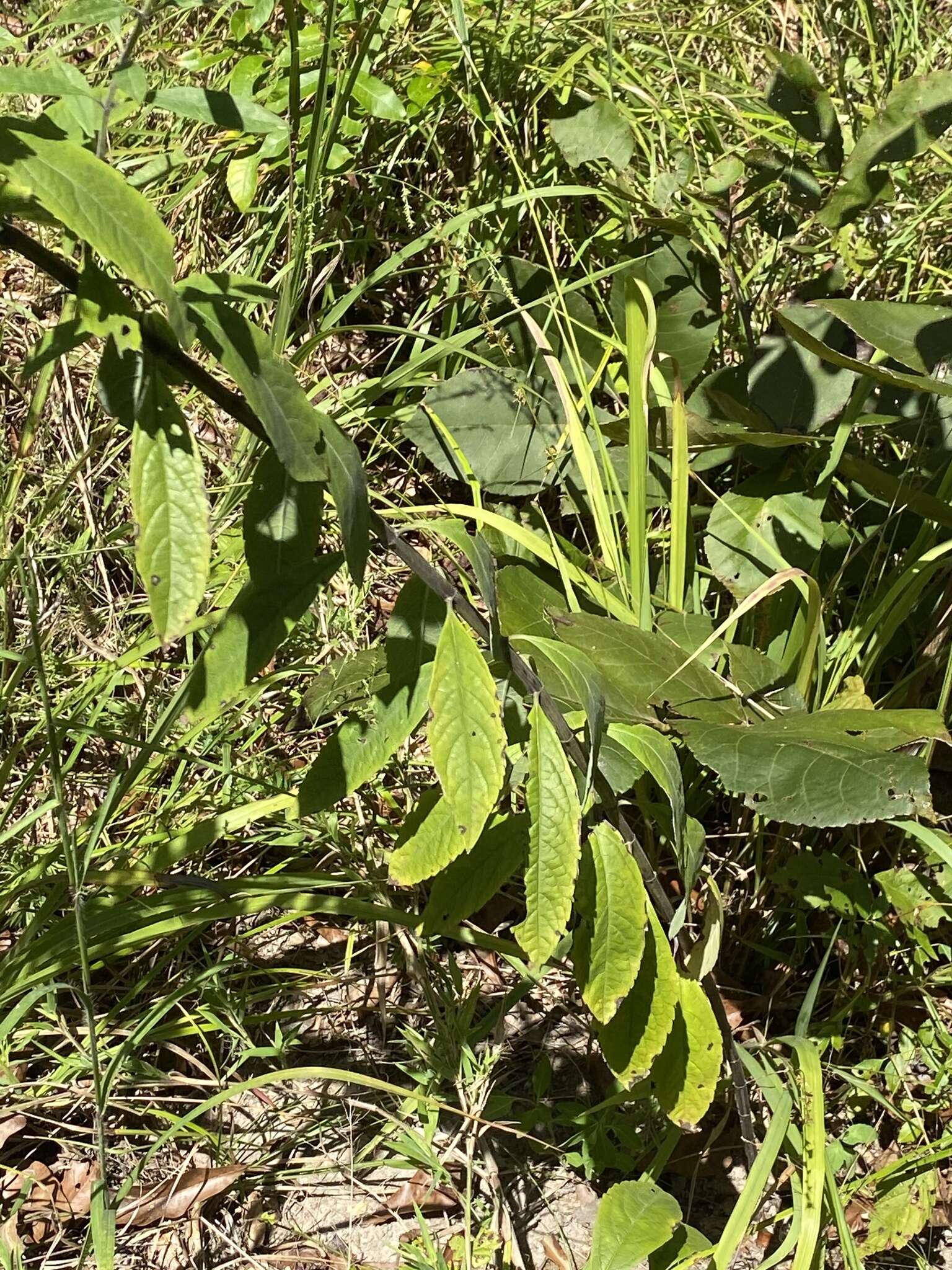 Image of <i>Salvia <i>azurea</i></i> subsp. azurea