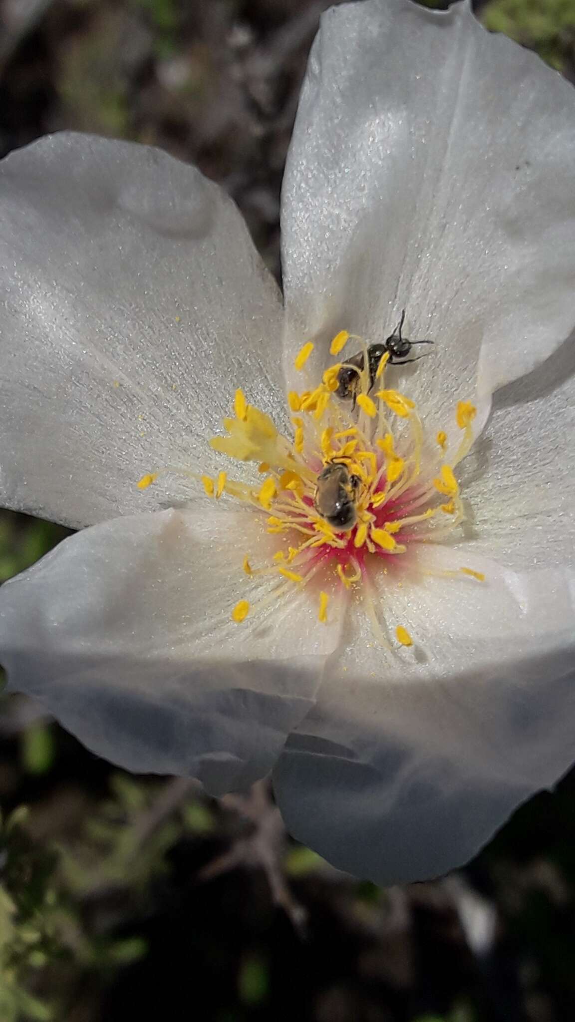 Image of Grahamia bracteata Gill.