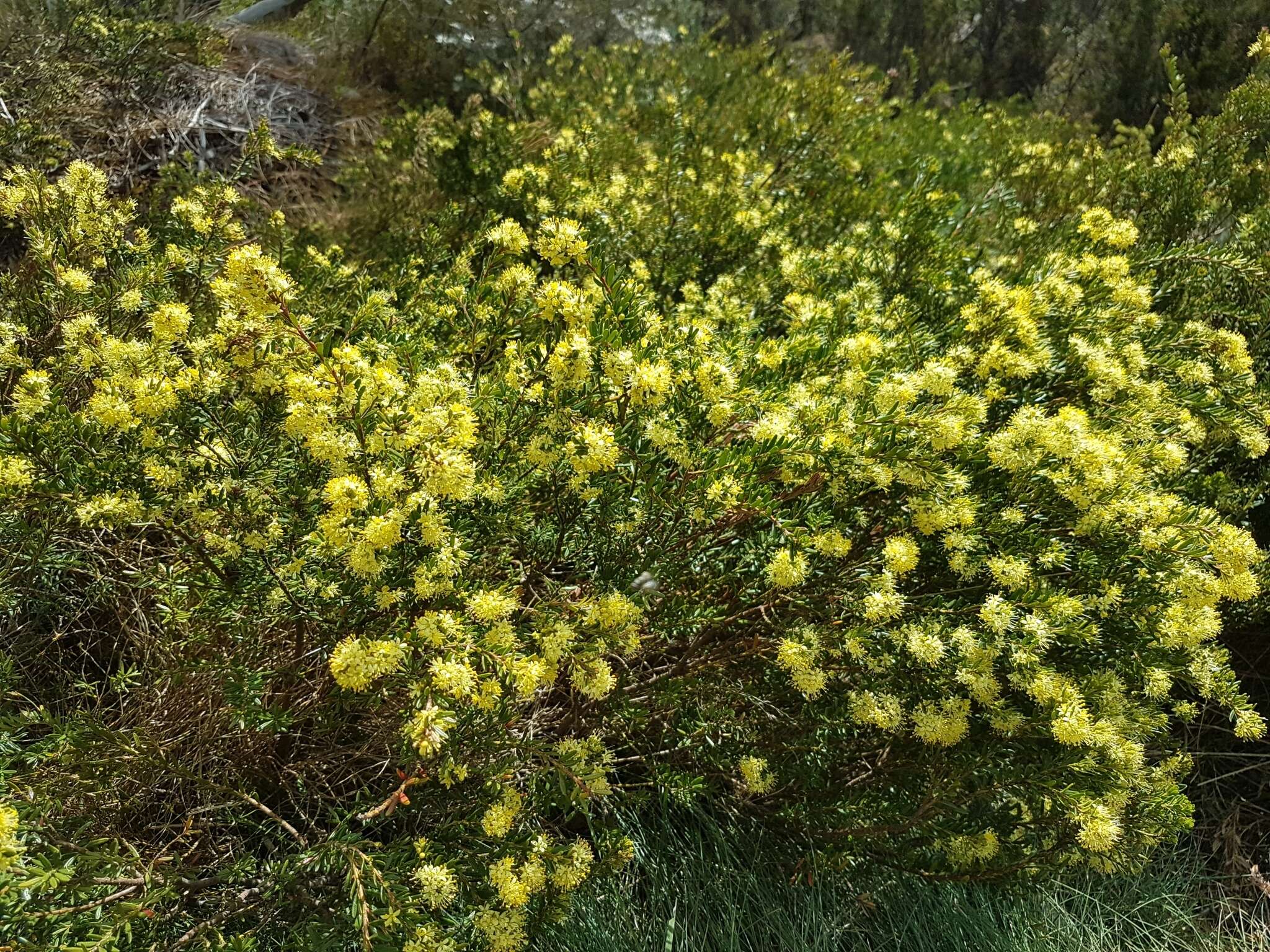 Imagem de Phebalium squamulosum subsp. alpinum (Benth.) Paul G. Wilson