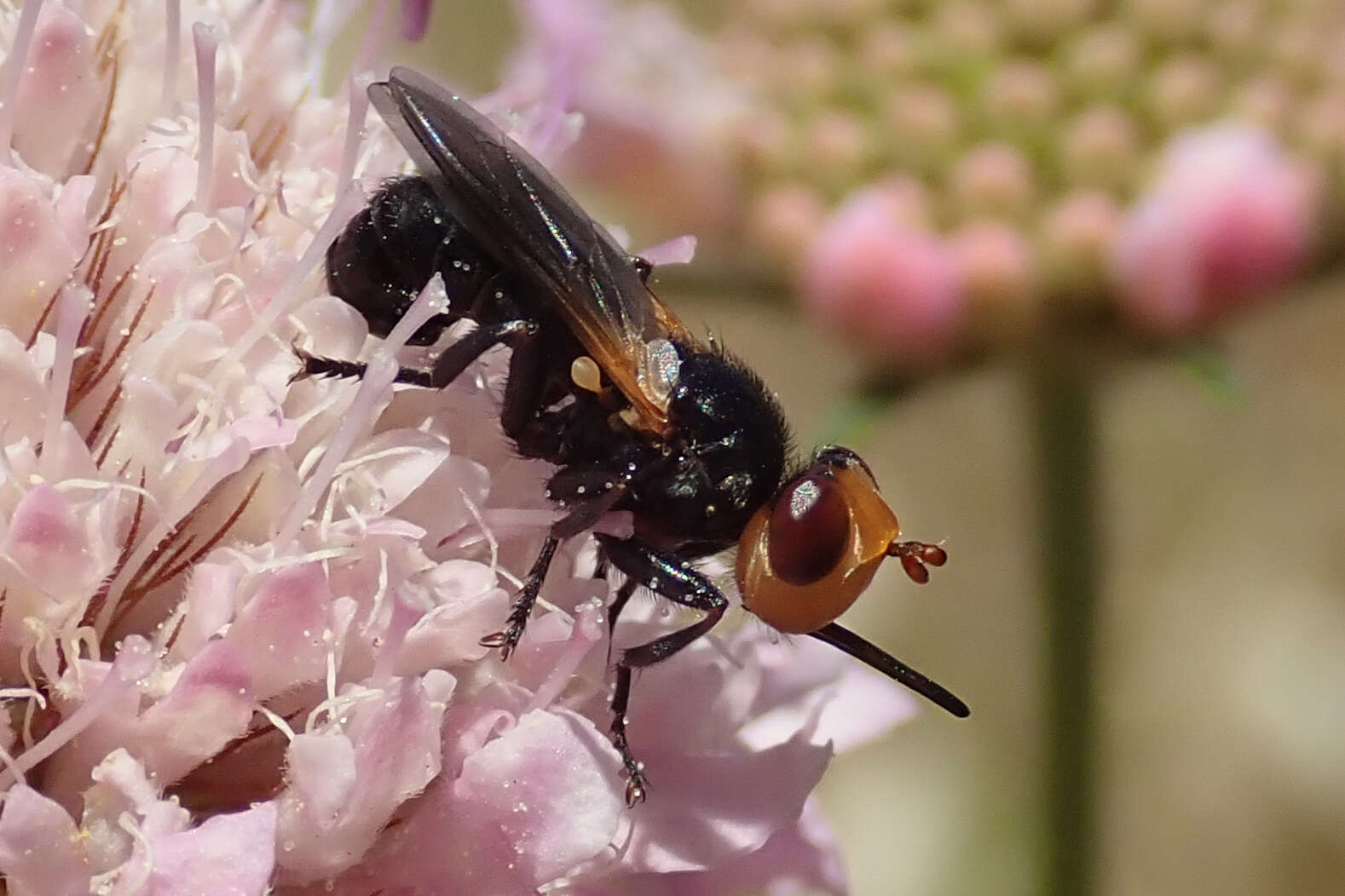 Melanosoma bicolor (Meigen 1824)的圖片