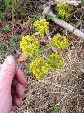 Euphorbia oblongata Griseb. resmi