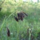 Image of Carex coriophora Fisch. & C. A. Mey. ex Kunth