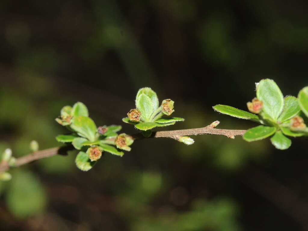 Image of Spiraea prunifolia var. pseudoprunifolia (Hayata ex Nakai) H. L. Li