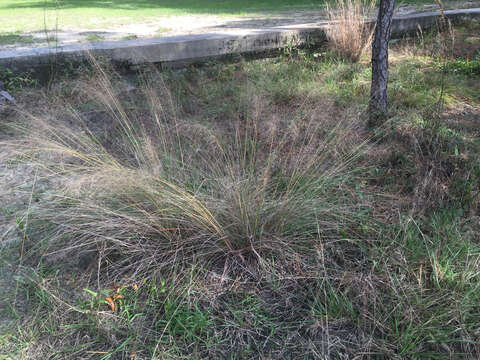 Plancia ëd Muhlenbergia sericea (Michx.) P. M. Peterson