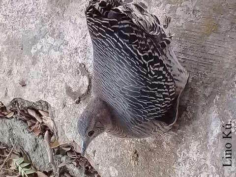 Image of Eastern Thicket Tinamou