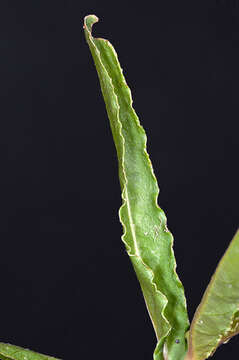 Imagem de Alternanthera denticulata R. Br.