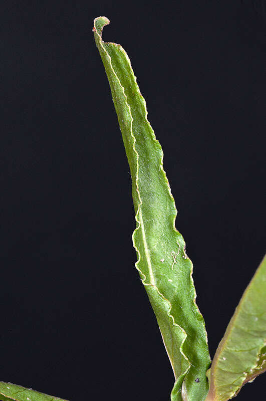 Image of Alternanthera denticulata R. Br.