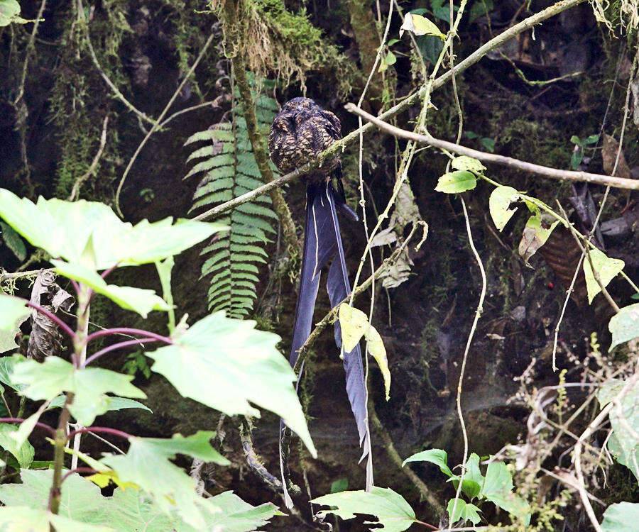 Image of Lyre-tailed Nightjar