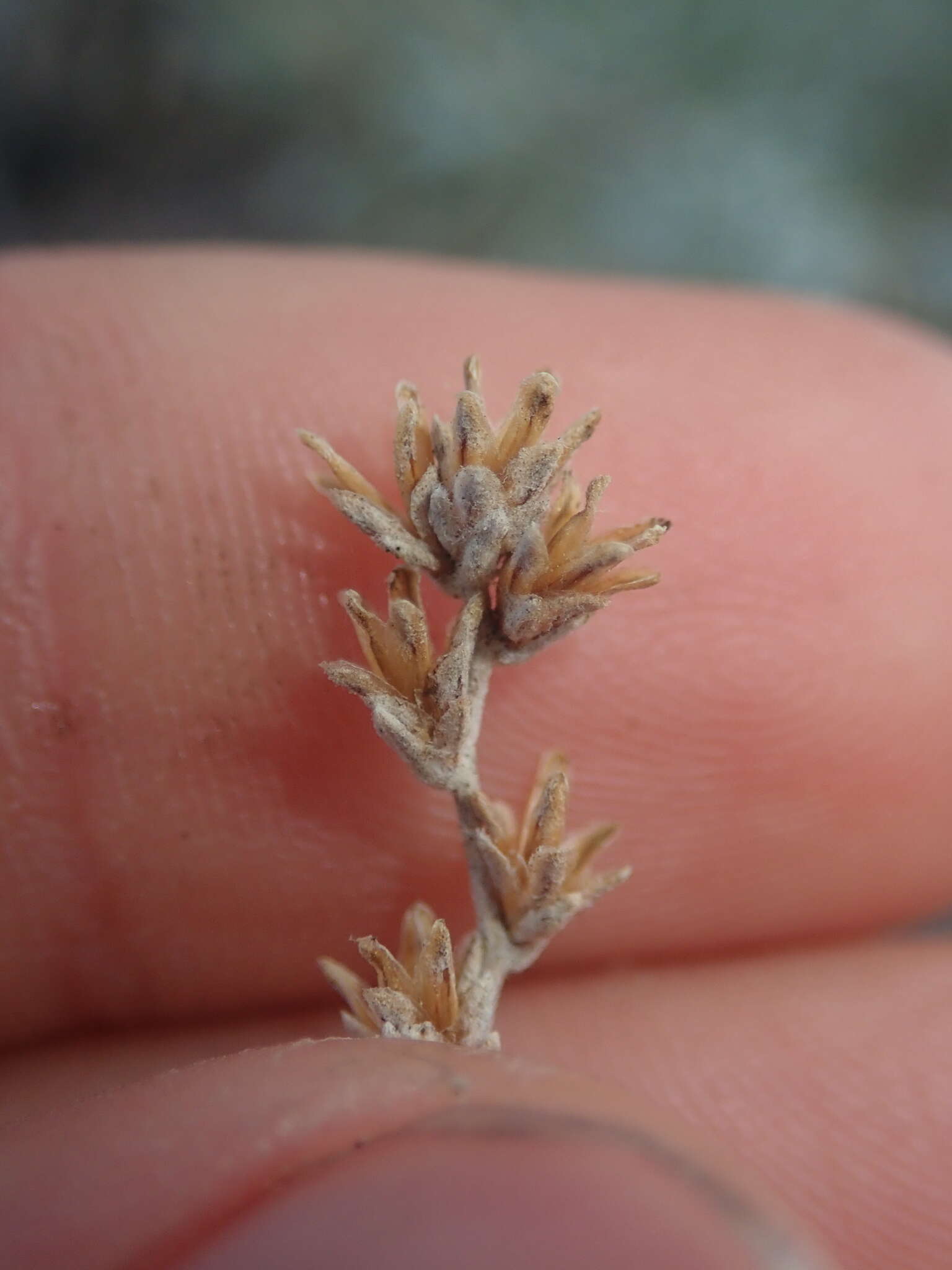 Image of low sagebrush