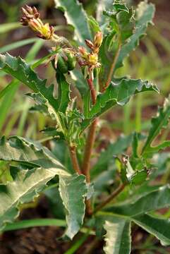 Image of Jatropha schlechteri subsp. schlechteri