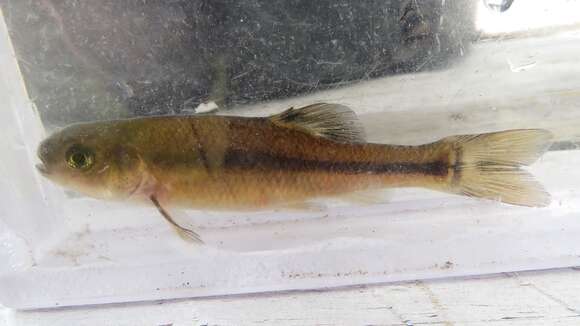 Image of Fathead Minnow