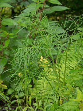 Image of bulblet-bearing water hemlock