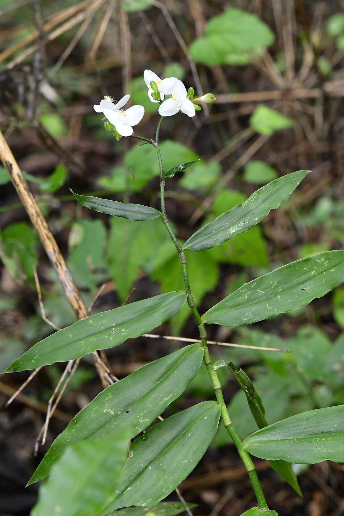 Image of Tripogandra grandiflora (Donn. Sm.) Woodson