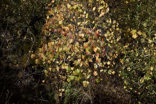 Image of California wild grape