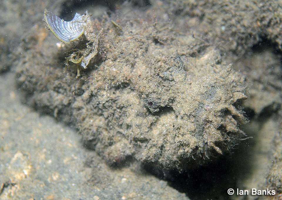 Image of Estuarine stonefish