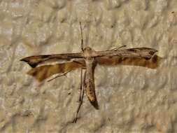 Image of Hoary Plume Moth