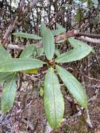 Image of Rhododendron barbatum Wall. ex G. Don