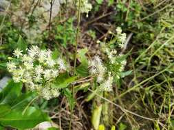 Imagem de Clematis polygama Jacq.