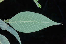 Image of Croton xalapensis Kunth