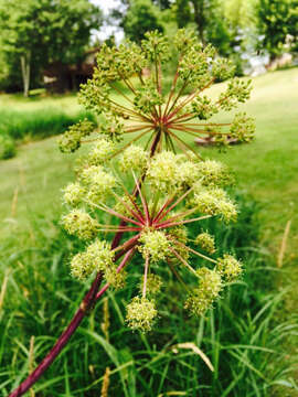 Image of purplestem angelica