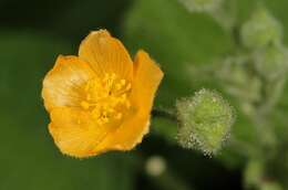 Image of Abutilon ramosum (Cav.) Guill.