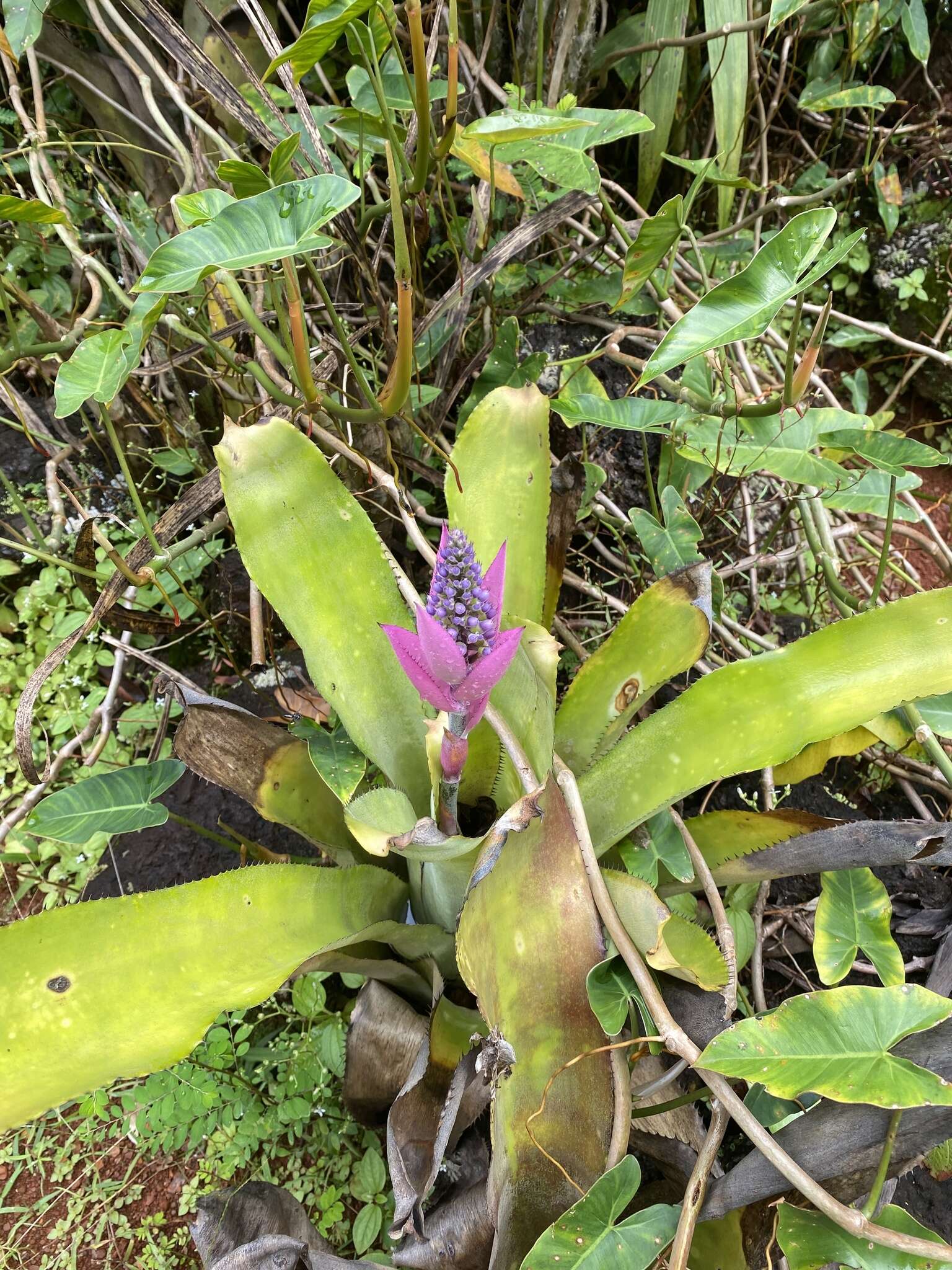 Aechmea castelnavii Baker的圖片