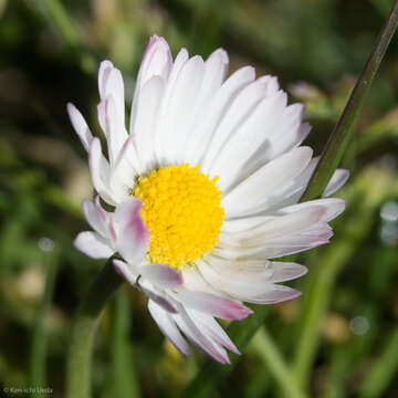 Image of Daisy