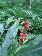 Imagem de Alpinia shimadae Hayata