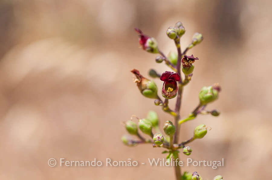 Image de Scrophularia sublyrata Brot.