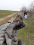 Image of Steppe mouse