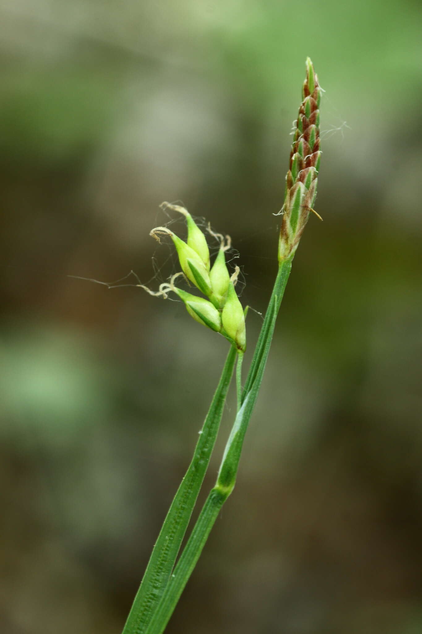 Image of Carex filipes var. oligostachys Kük.