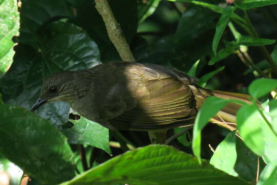 Image of Olive-winged Bulbul