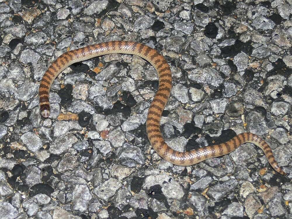 Image of Brachyurophis semifasciatus Günther 1863