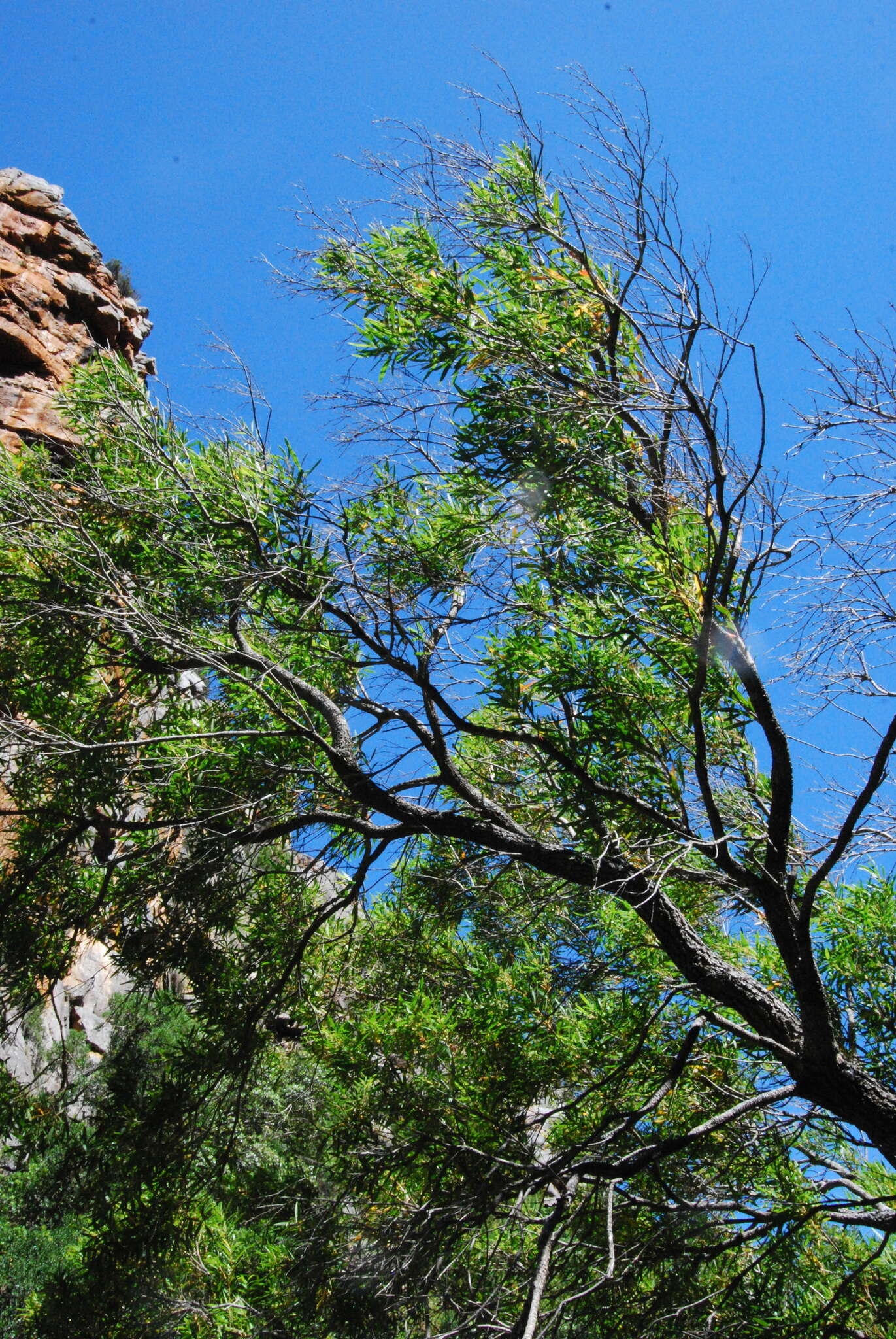 Image of Brachylaena neriifolia (L.) R. Br.