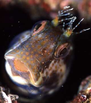 Image of Ringneck Blenny