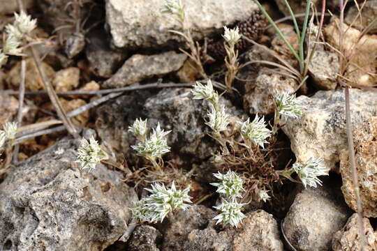 صورة Minuartia hamata (Hausskn. & Bornm.) Mattf.