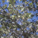 Image of Quercus charcasana Trel. ex A. Camus