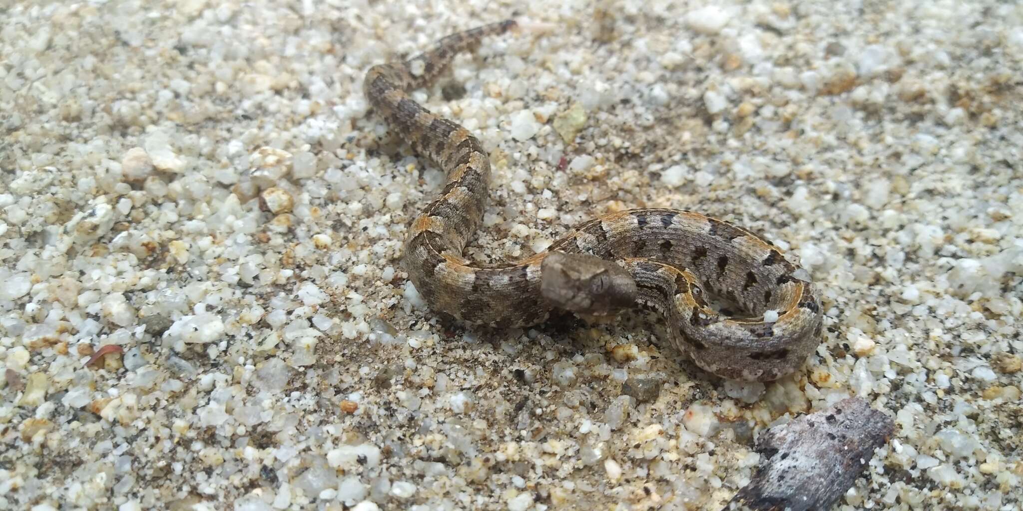 Image of Dunn's Hognose Viper