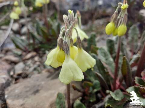 Primula chumbiensis W. W. Sm. resmi