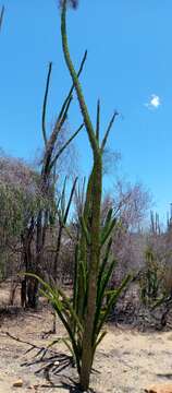 Image of Madagascan ocotillo