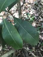 Image de Chionanthus ramiflorus Roxb.