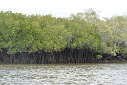 Image of Long-style stilt mangrove