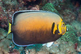 Image of Angelfish