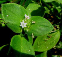 Image of tropical Mexican clover